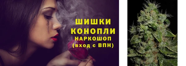 крисы Корсаков